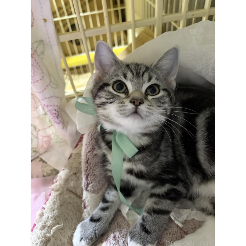 成約済の神奈川県のスコティッシュフォールド-134199の5枚目