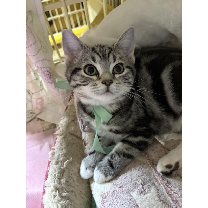 成約済の神奈川県のスコティッシュフォールド-134199の4枚目