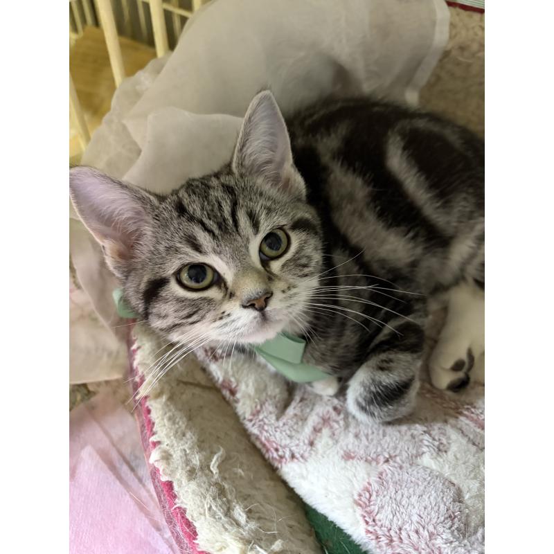 成約済の神奈川県のスコティッシュフォールド-134199の2枚目