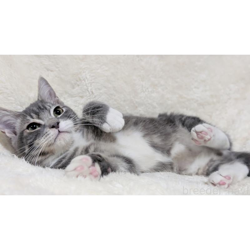 販売中の宮城県のスコティッシュフォールド-130963の11枚目