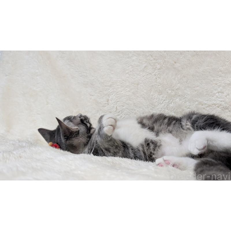 販売中の宮城県のスコティッシュフォールド-130963の10枚目