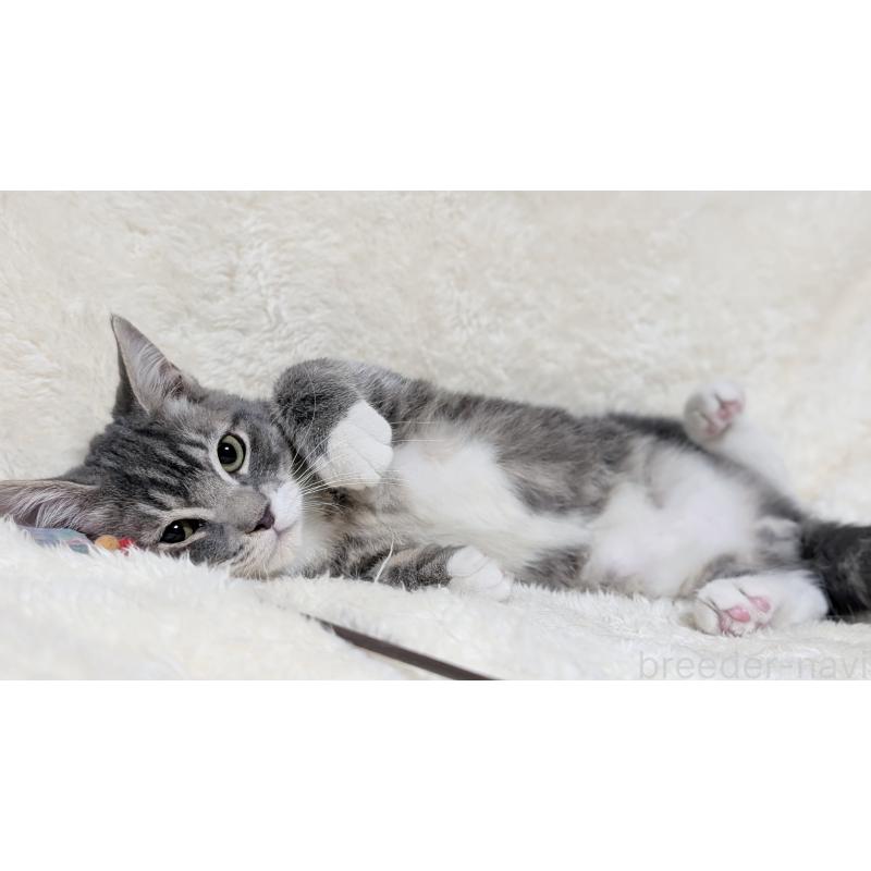 販売中の宮城県のスコティッシュフォールド-130963の9枚目