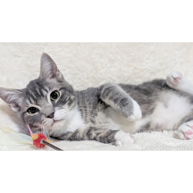 販売中の宮城県のスコティッシュフォールド-130963の8枚目