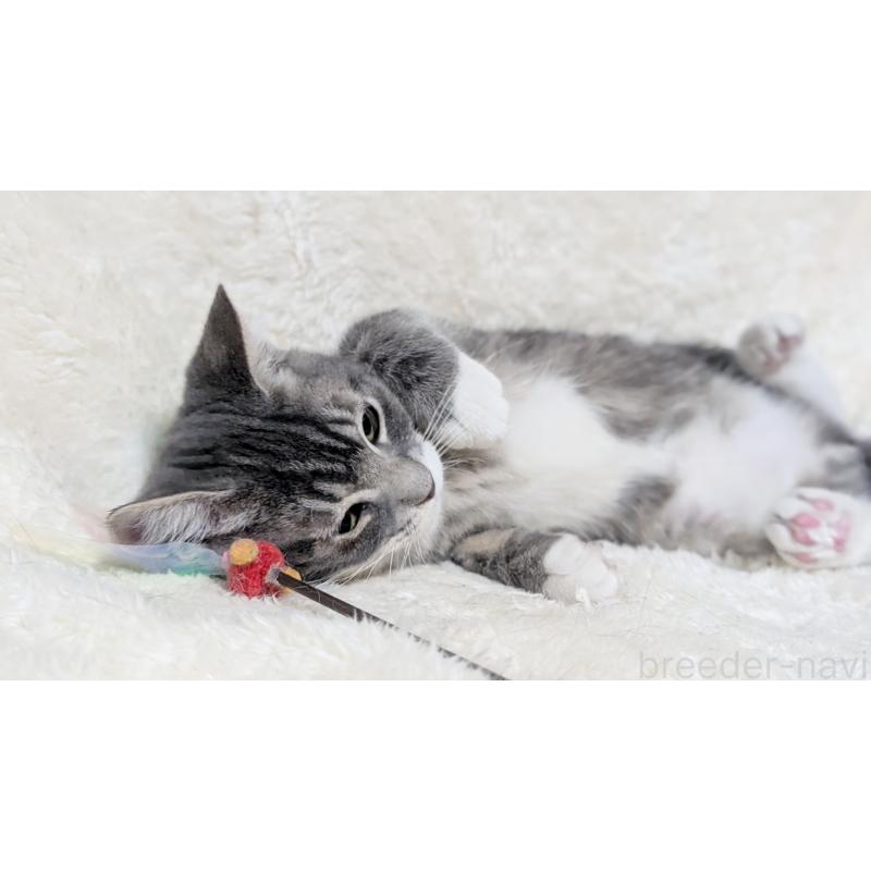 販売中の宮城県のスコティッシュフォールド-130963の7枚目