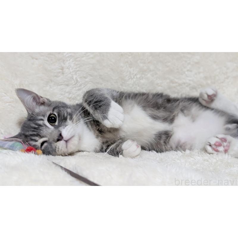 販売中の宮城県のスコティッシュフォールド-130963の6枚目