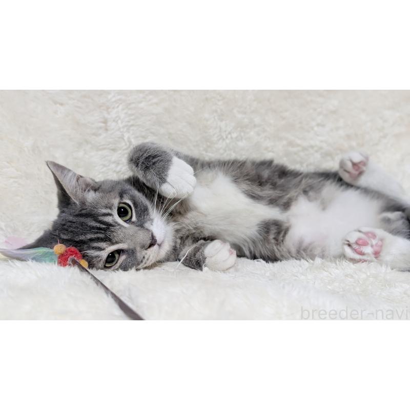 販売中の宮城県のスコティッシュフォールド-130963の5枚目