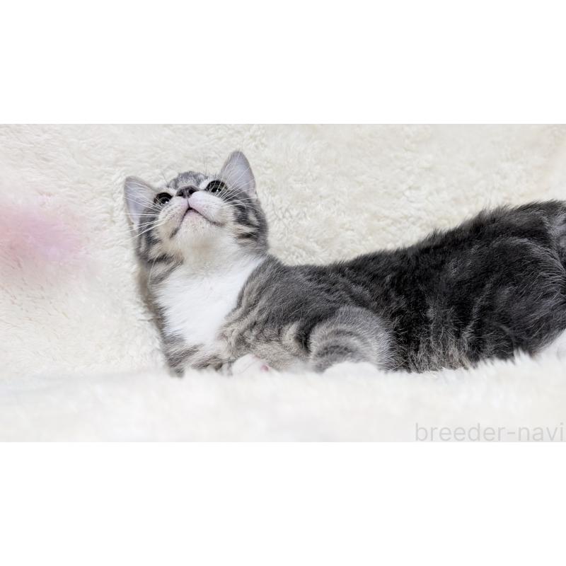 販売中の宮城県のスコティッシュフォールド-130963の3枚目