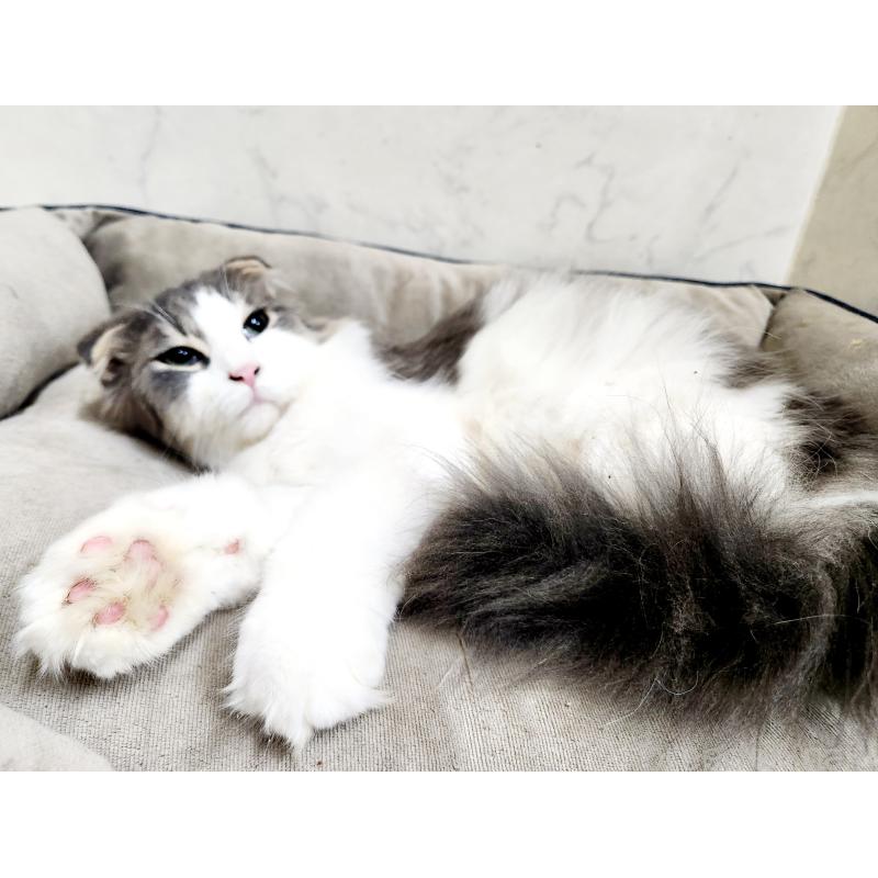 販売中の北海道のスコティッシュフォールド-135145の2枚目