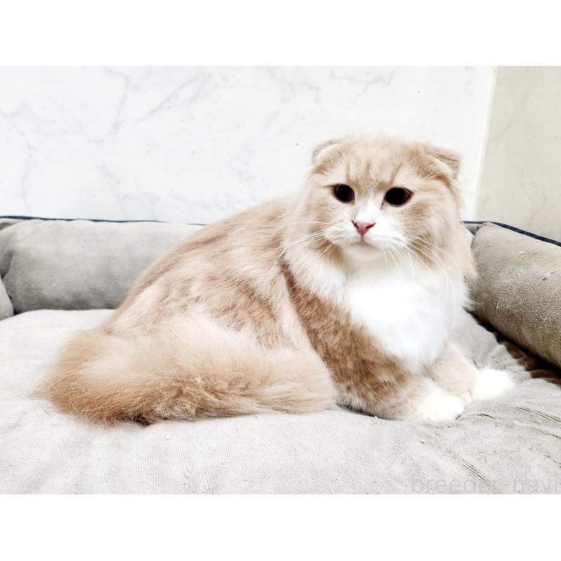 販売中の北海道のスコティッシュフォールド-135146の2枚目