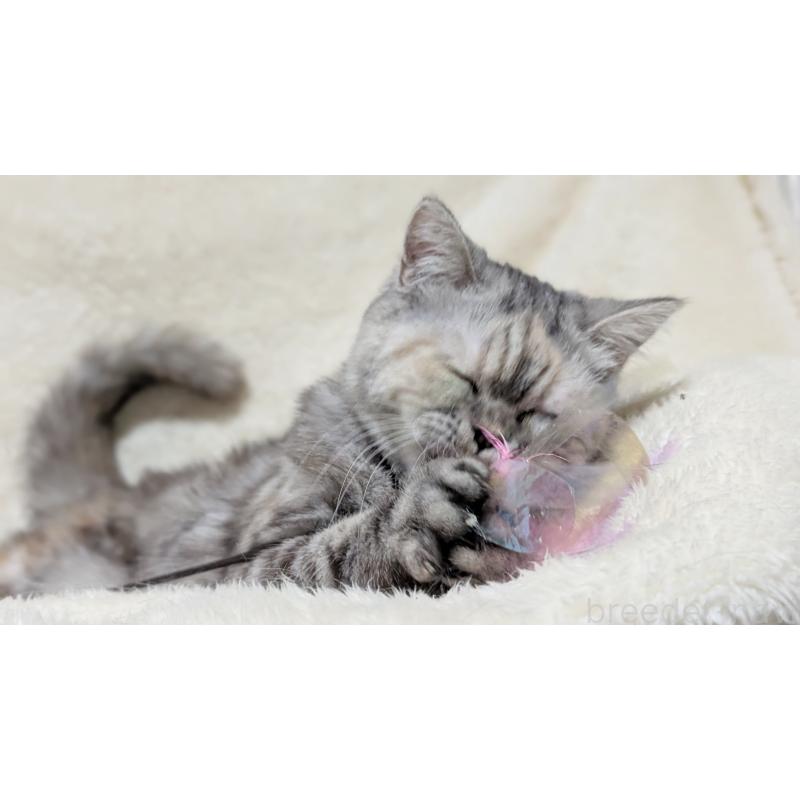 販売中の宮城県のエキゾチックショートヘア-125528の4枚目