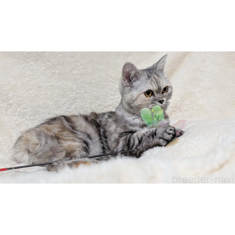 販売中の宮城県のエキゾチックショートヘア-125528の3枚目