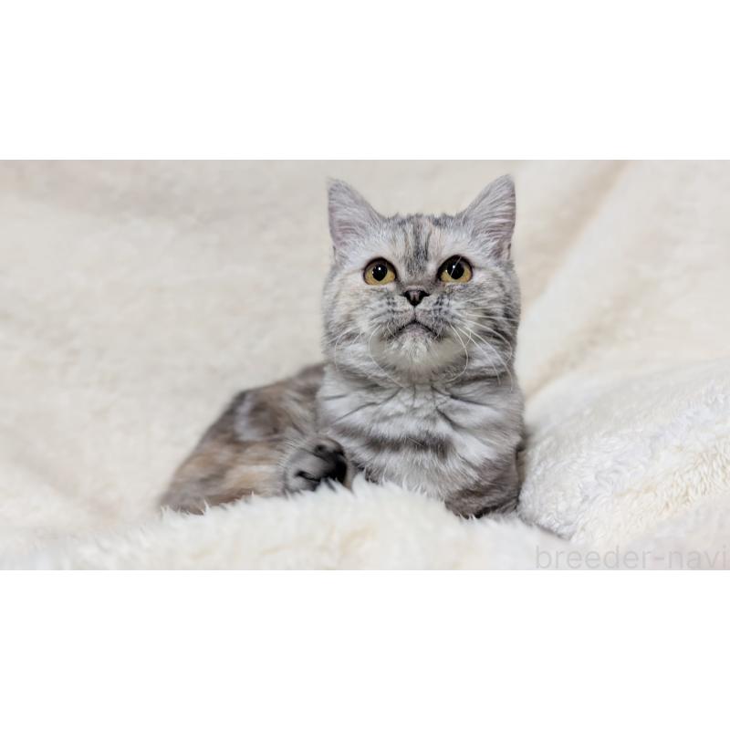 販売中の宮城県のエキゾチックショートヘア-125528の2枚目