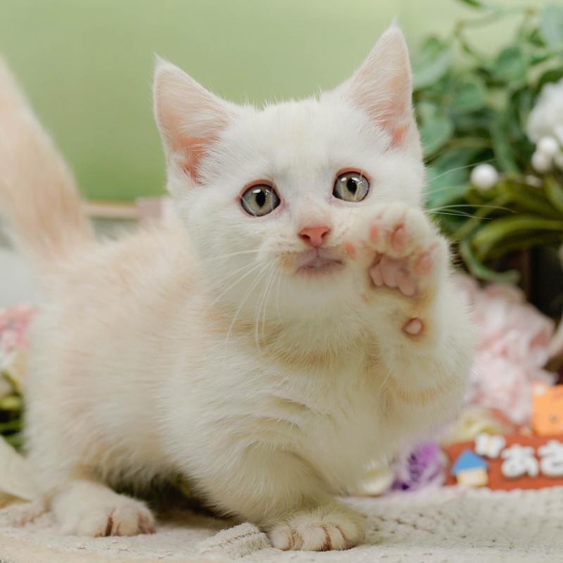 販売中の神奈川県のマンチカン-130141