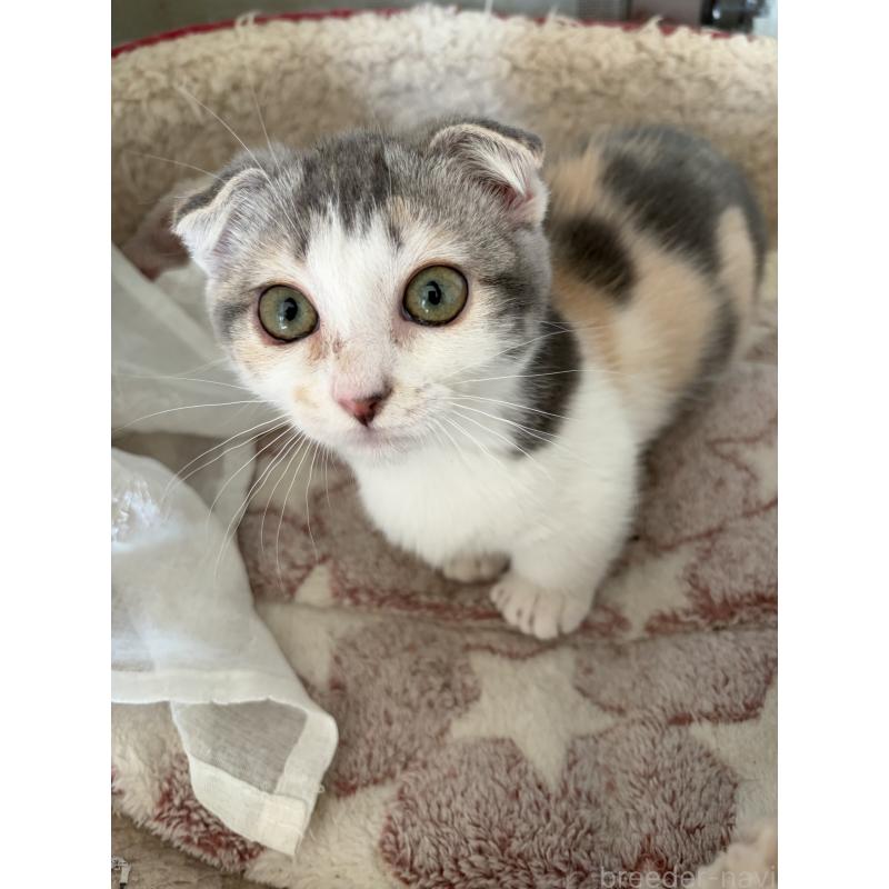 販売中の神奈川県のスコティッシュフォールド(折れ耳)-134203の11枚目