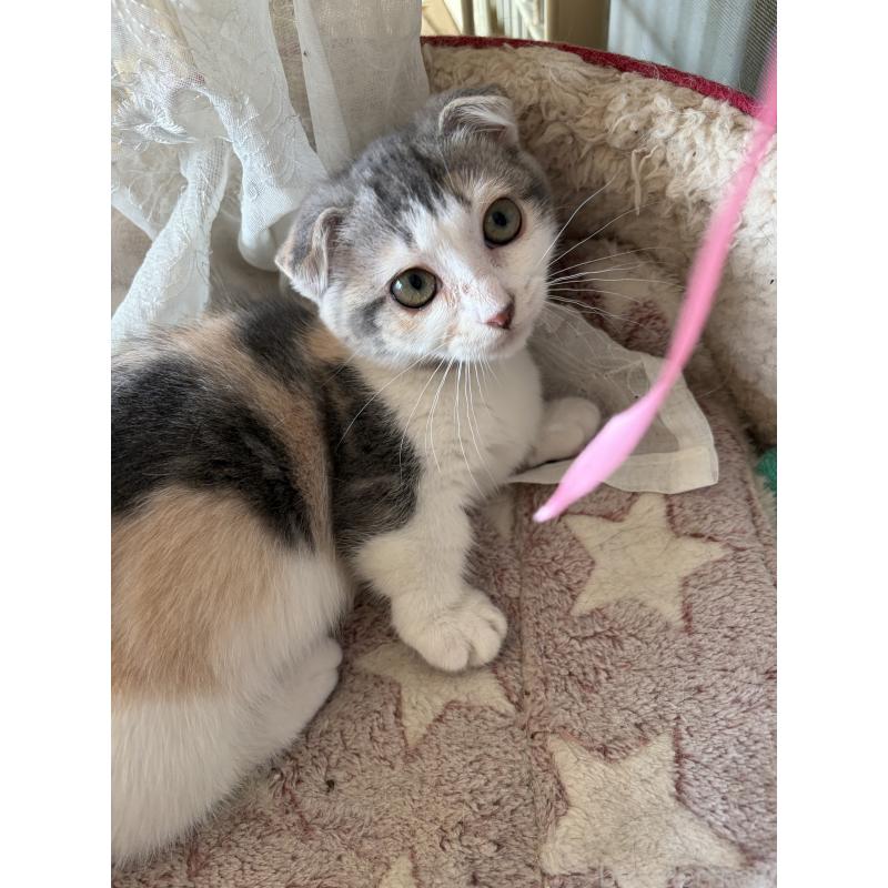 販売中の神奈川県のスコティッシュフォールド(折れ耳)-134203の10枚目