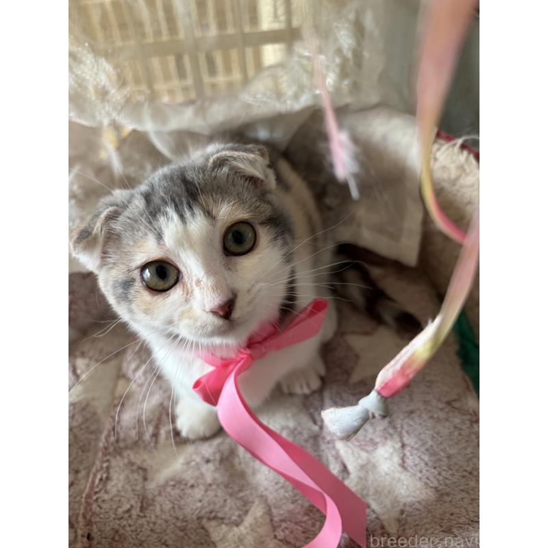 販売中の神奈川県のスコティッシュフォールド(折れ耳)-134203の9枚目