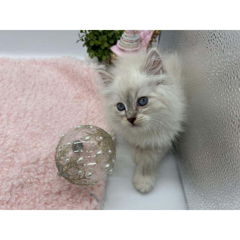 販売中の三重県のサイベリアン-137377の7枚目