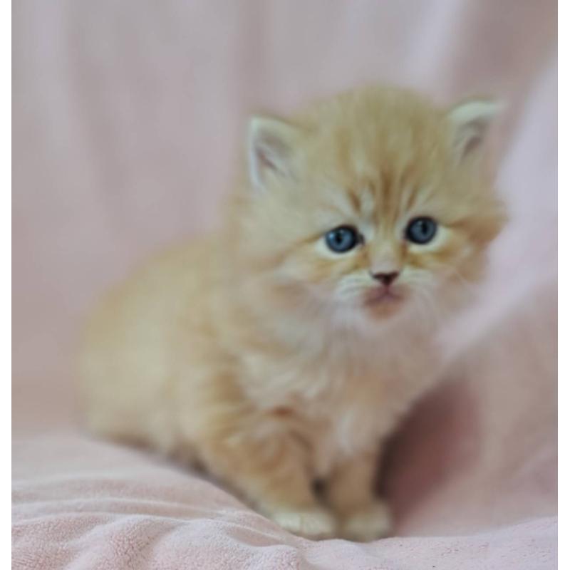 販売中の茨城県のミヌエット-137467の4枚目