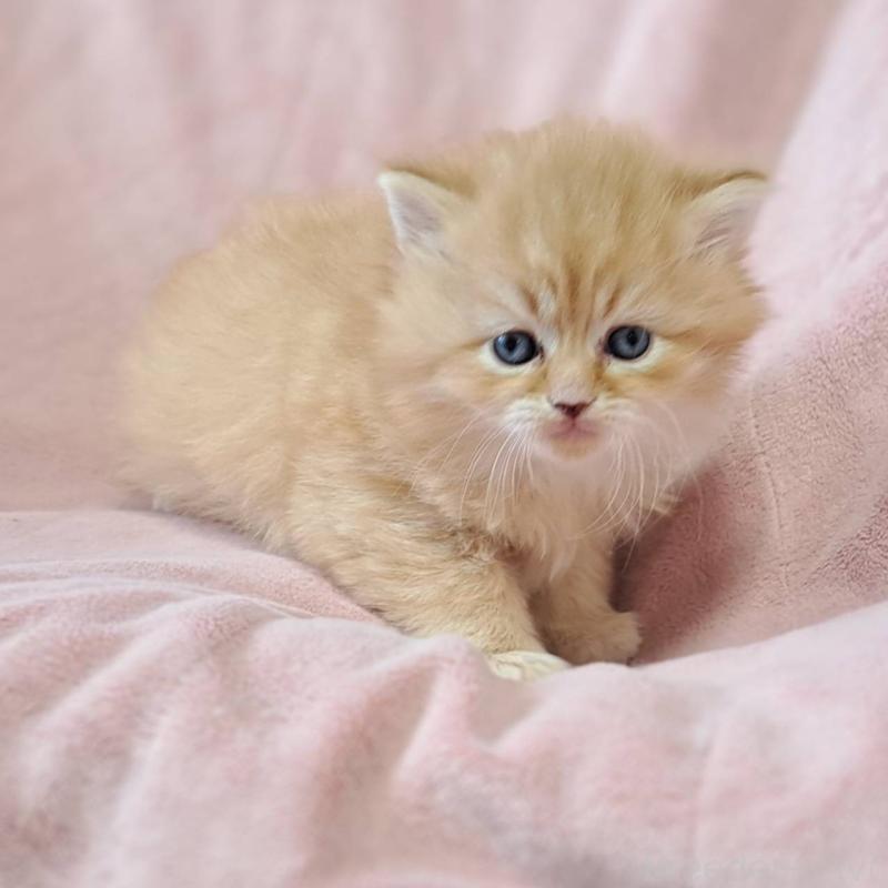 販売中の茨城県のミヌエット-137467の1枚目