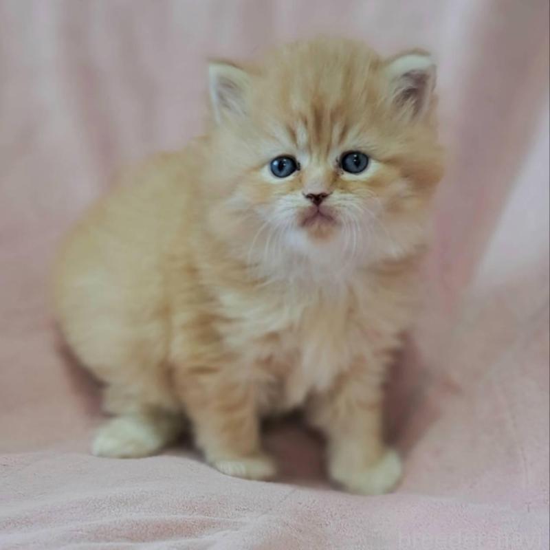 販売中の茨城県のミヌエット-137467の2枚目