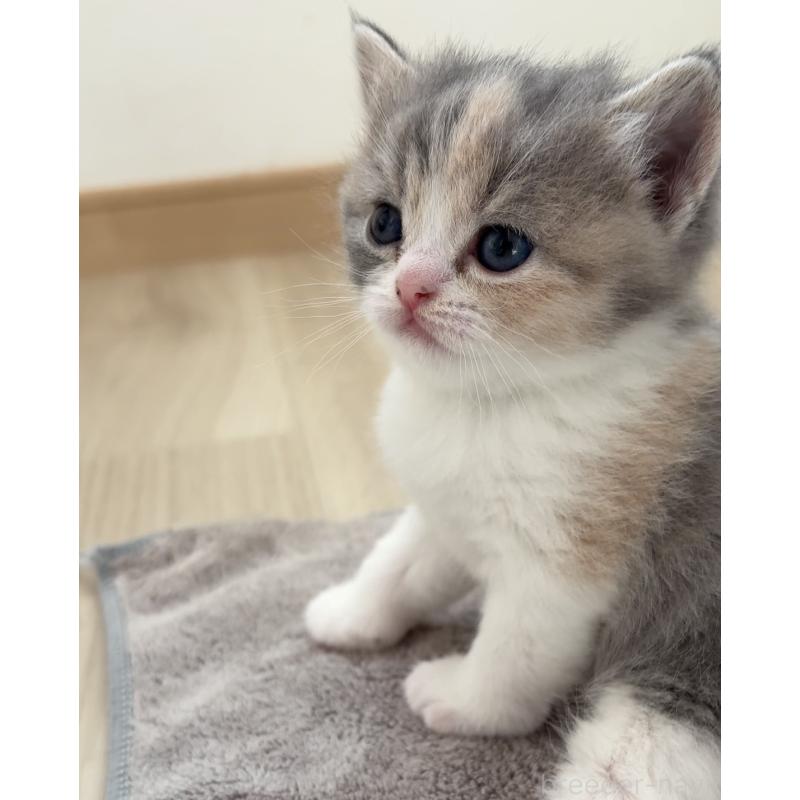 販売中の愛知県のスコティッシュフォールド-137468の5枚目