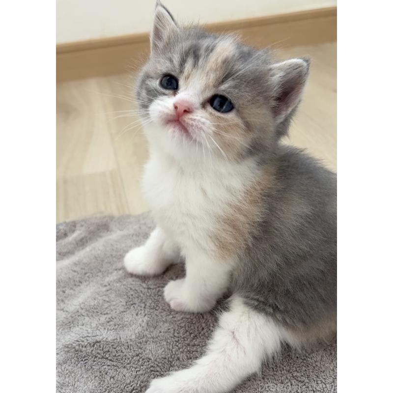 販売中の愛知県のスコティッシュフォールド-137468の4枚目