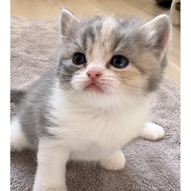 販売中の愛知県のスコティッシュフォールド-137468の3枚目