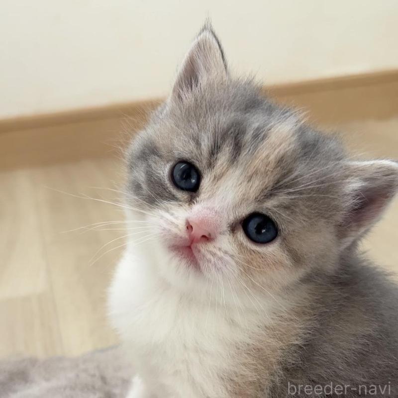 販売中の愛知県のスコティッシュフォールド-137468の1枚目