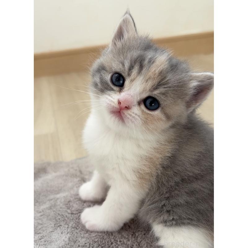 販売中の愛知県のスコティッシュフォールド-137468の2枚目