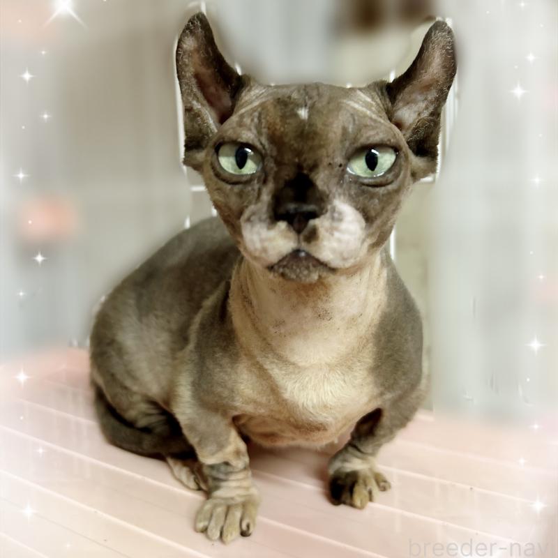 販売中の東京都のドウェルフ-137472の1枚目