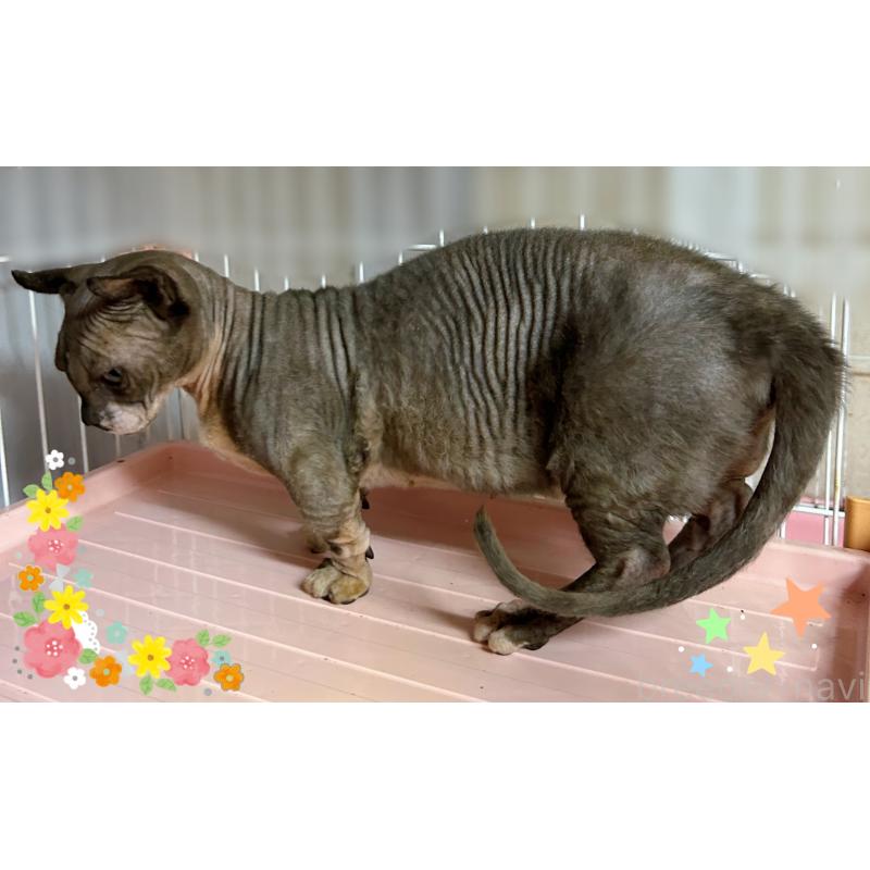 販売中の東京都のドウェルフ-137472の6枚目