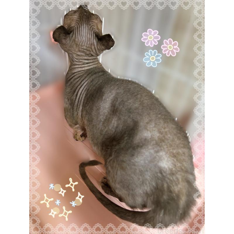 販売中の東京都のドウェルフ-137472の5枚目