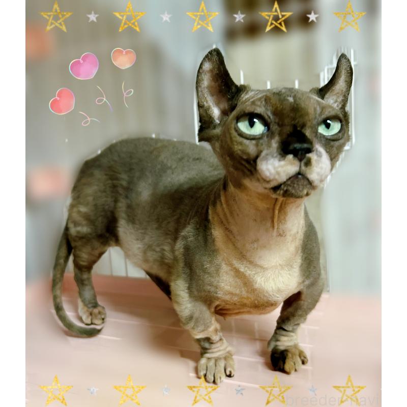 販売中の東京都のドウェルフ-137472の4枚目