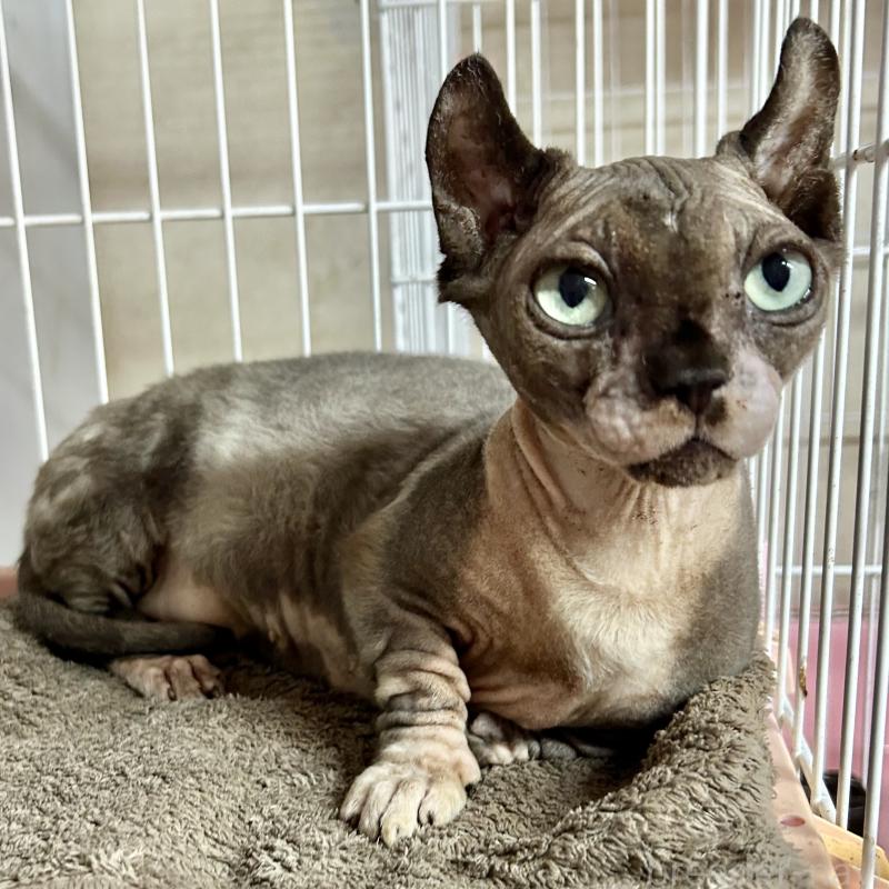 販売中の東京都のドウェルフ-137472の3枚目