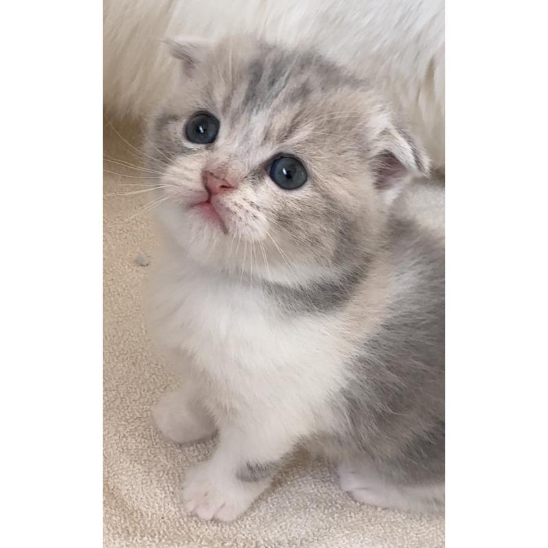 販売中の愛知県のスコティッシュフォールド(折れ耳)-137471の6枚目
