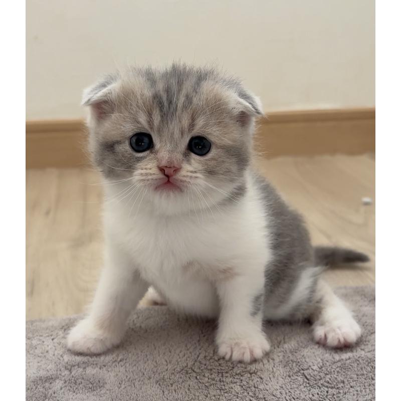 販売中の愛知県のスコティッシュフォールド(折れ耳)-137471の5枚目