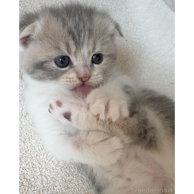 販売中の愛知県のスコティッシュフォールド(折れ耳)-137471の3枚目