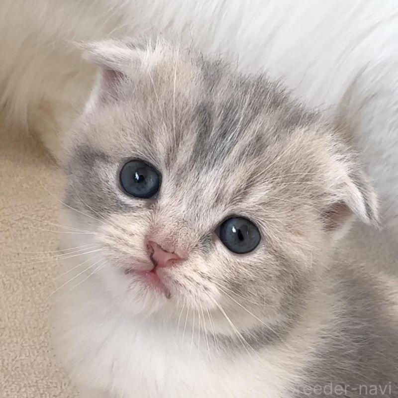 販売中の愛知県のスコティッシュフォールド(折れ耳)-137471