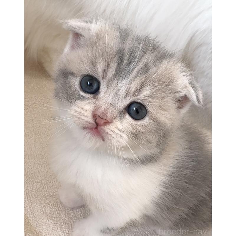 販売中の愛知県のスコティッシュフォールド(折れ耳)-137471の2枚目