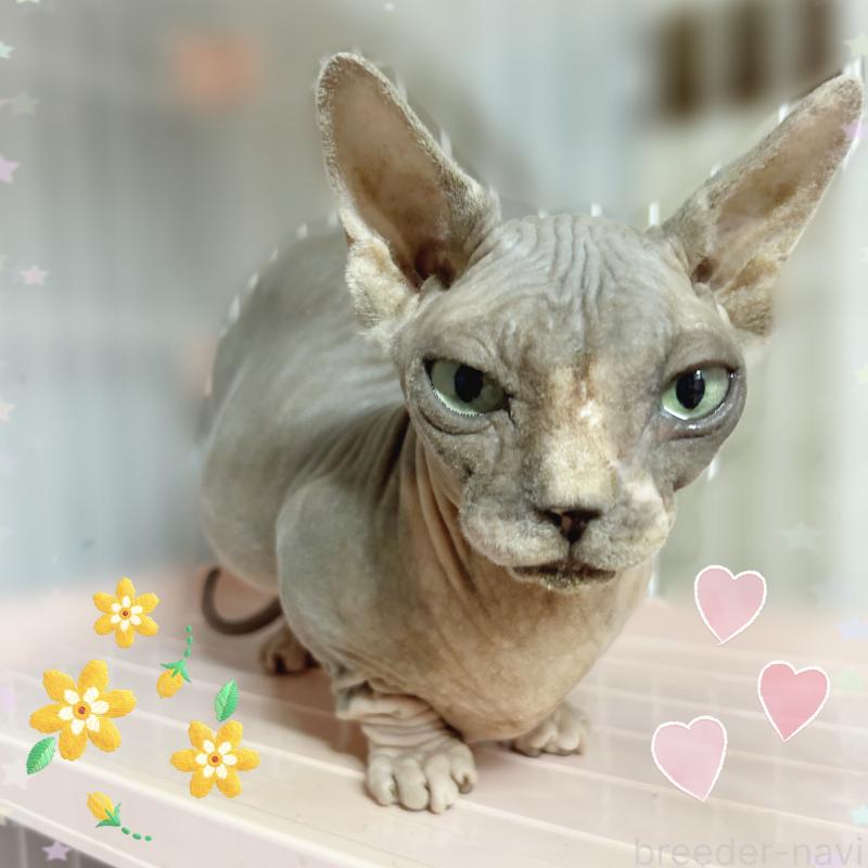 販売中の東京都のバンビーノ-137473の1枚目