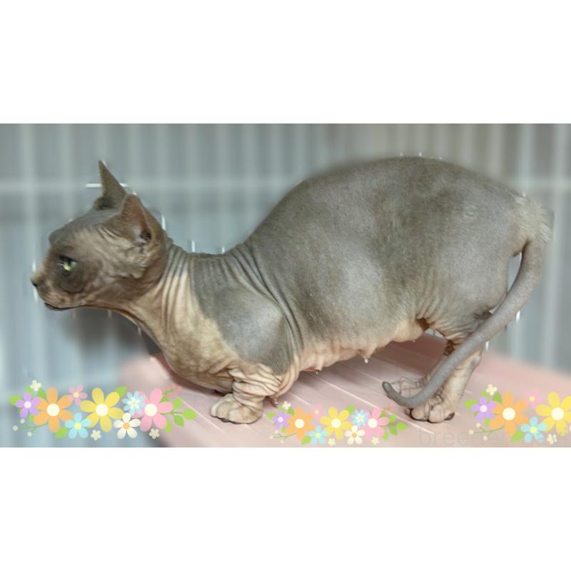 販売中の東京都のバンビーノ-137473の6枚目