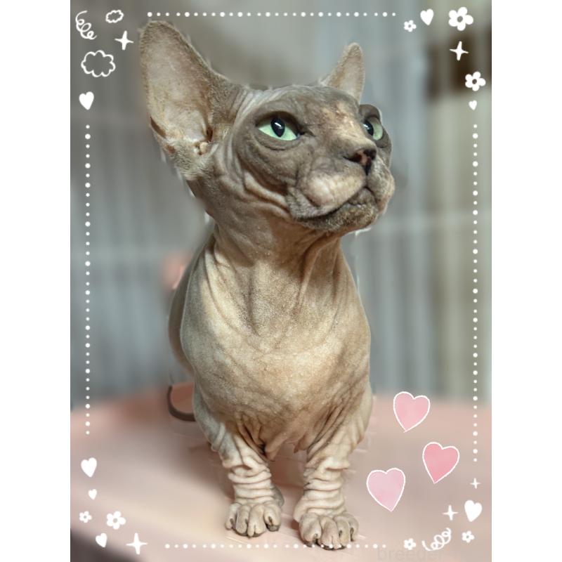 販売中の東京都のバンビーノ-137473の4枚目