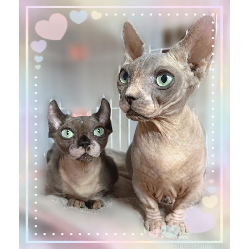 販売中の東京都のバンビーノ-137473の3枚目