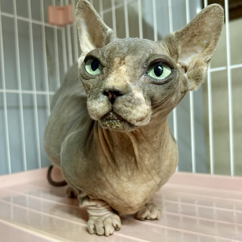 販売中の東京都のバンビーノ-137473の2枚目