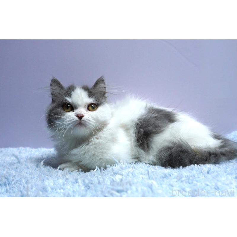 販売中の群馬県のミヌエット(短足)-131812