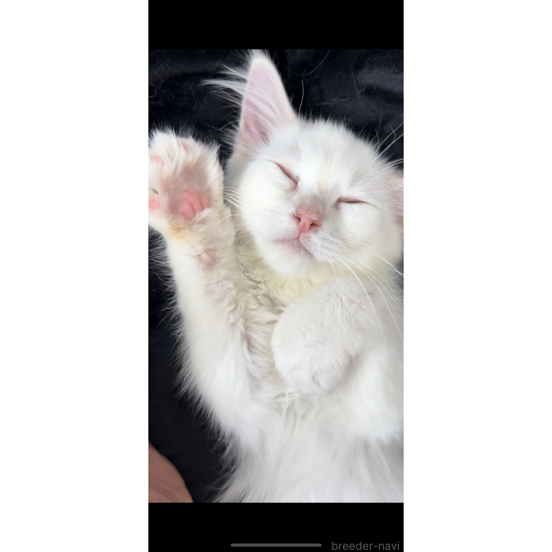 販売中の三重県のサイベリアン-137368の2枚目