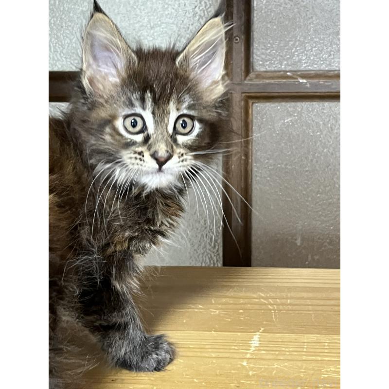 販売中の神奈川県のメインクーン-137474の10枚目