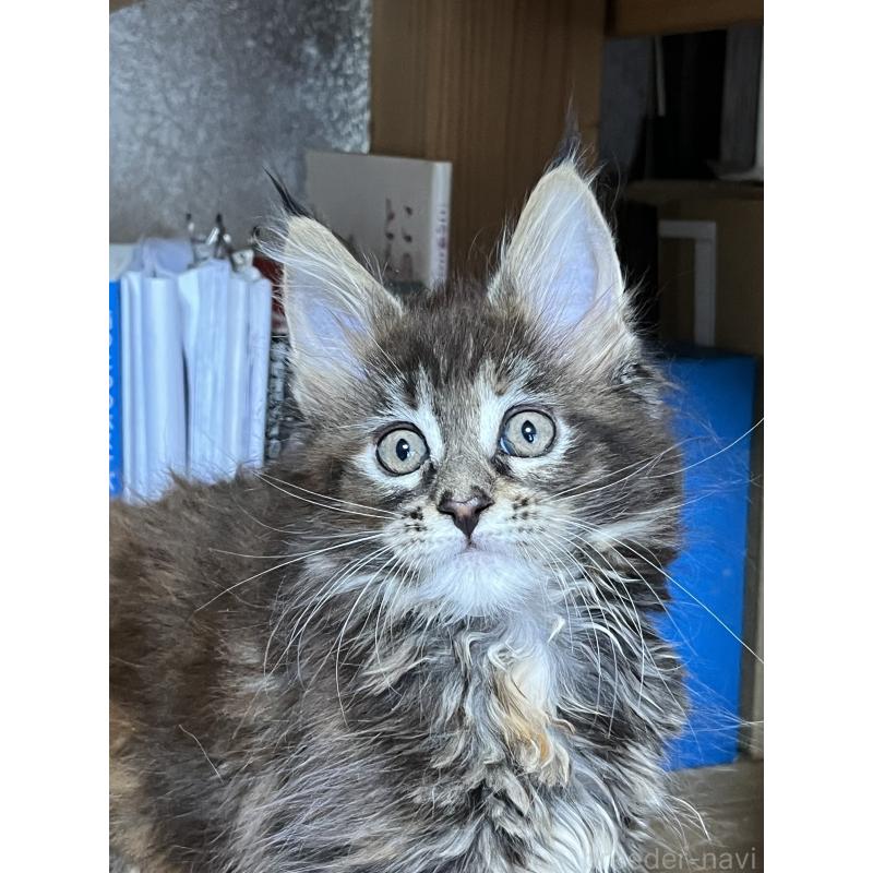 販売中の神奈川県のメインクーン-137474の8枚目