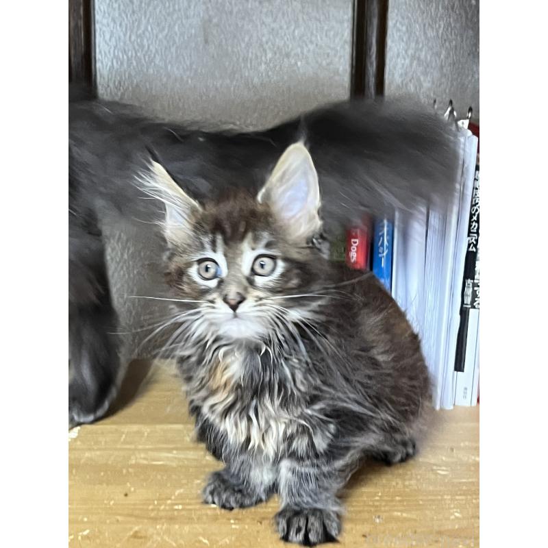 販売中の神奈川県のメインクーン-137474の7枚目