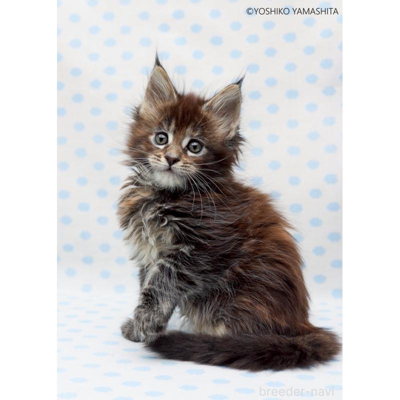 販売中の神奈川県のメインクーン-137474の6枚目